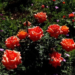 ROSETO. Fotografie di Giulio Azzarello &copy;2022.