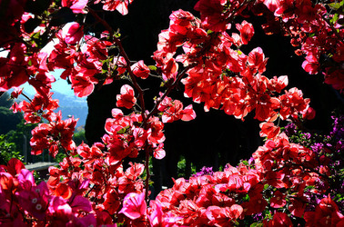 NATURA Violette siciliane in un tipico giardino in estate. Fotografie di Giulio Azzarello &copy;2014.
