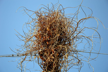 GRANDE NIDO spontaneo in campagna. Fotografie di Giulio Azzarello &copy;2014.