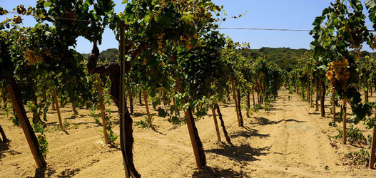 GORGHI TONDI oasi di vigneti e piante Mazzara del Vallo in Sicilia. Foto di Giulio Azzarello ©2016. GORGHI TONDI oasi di vigneti e piante Mazzara del Vallo in Sicilia. Foto di Giulio Azzarello ©2016.