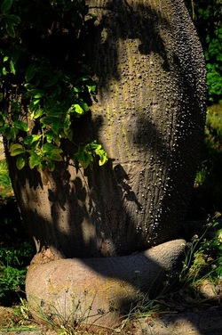 ORTO BOTANICO di Palermo nel maggio 2018. Fotografie di Giulio Azzarello &copy;2018.