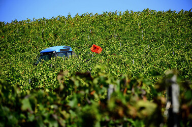 VENDEMMIA a S.Cristina Gela in Sicilia. Fotografie di Giulio Azzarello &copy;2016.