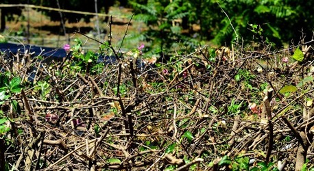 HABITAT NATURA in campagna. Fotografie di Giulio Azzarello ©2015 2016. HABITAT NATURA in campagna. Fotografie di Giulio Azzarello ©2015 2016.