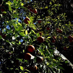 Arabo Normanno. Fotografie di Giulio Azzarello ©2024. Arabo Normanno. Fotografie di Giulio Azzarello ©2024.