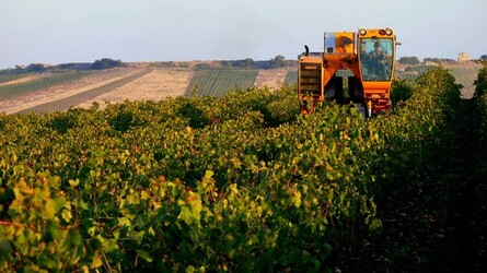 VIGNETO tipico siciliano a Salemi panoramiche e particolari. Fotografie di Giulio Azzarello &copy;2014.