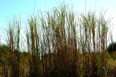 CANNETI in SICILIA. Fotografie di Giulio Azzarello &copy;2016.