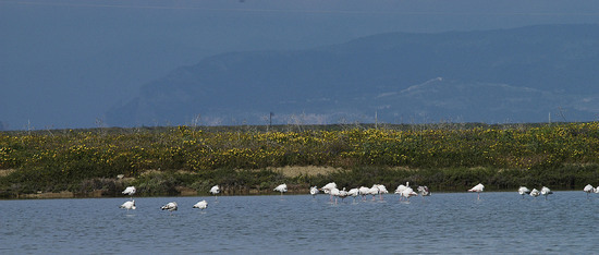 WWF Sicilia le Saline di Trapani. Fotografie di Giulio Azzarello &copy;2014.