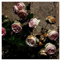 ROSE fotografie di Giulio Azzarello ©2019. ROSE fotografie di Giulio Azzarello ©2019.