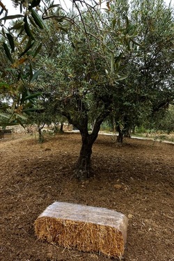 ULIVETO SICILIANO. Fotografie di Giulio Azzarello ©2022.