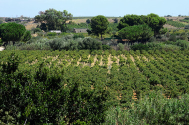 GORGHI TONDI oasi di vigneti e piante Mazzara del Vallo in Sicilia. Foto di Giulio Azzarello ©2016. GORGHI TONDI oasi di vigneti e piante Mazzara del Vallo in Sicilia. Foto di Giulio Azzarello ©2016.