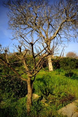 CAMPAGNA fotografie di Giulio Azzarello ©2020.