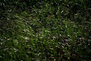 GIARDINO SICILIANO fotografie di Giulio Azzarello &copy;2020.