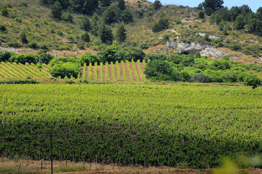 VIGNETO AGRITURISTICO PLANETA a Sambuca di Sicilia. Fotografie di Giulio Azzarello &copy;2014.