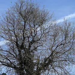 PIANTE. Fotografie di Giulio Azzarello &copy;2022.