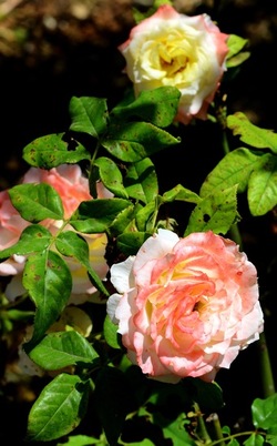 GIARDINO fotografie di Giulio Azzarello ©2019. GIARDINO fotografie di Giulio Azzarello ©2019.