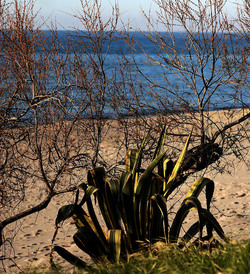 AGAVE selvatica sul mare in Sicilia a Cefalù. Fotografie di Giulio Azzarello ©2014. AGAVE selvatica sul mare in Sicilia a Cefalù. Fotografie di Giulio Azzarello ©2014.