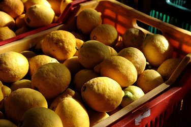 LIMONI di Sicilia coltivati in modo biologico. Fotografie di Giulio Azzarello &copy;2014.