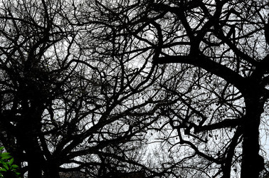 ORTO BOTANICO di Palermo in inverno. Fotografie di Giulio Azzarello &copy;2016.