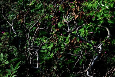 GIARDINO SICILIANO fotografie di Giulio Azzarello &copy;2020.