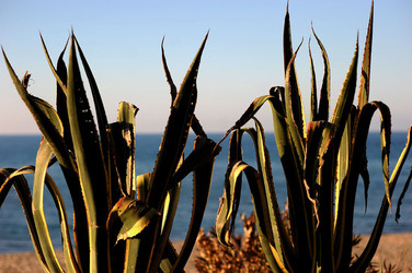 AGAVE selvatica sul mare in Sicilia a Cefalù. Fotografie di Giulio Azzarello ©2014. AGAVE selvatica sul mare in Sicilia a Cefalù. Fotografie di Giulio Azzarello ©2014.