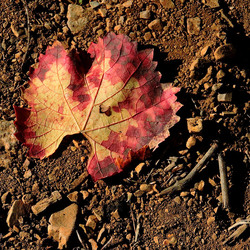VENDEMMIA di AUTUNNO a S.Cristina Gela in Sicilia. Fotografie di Giulio Azzarello &copy;2016.