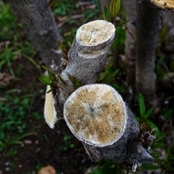 TRONCHI. Fotografie di Giulio Azzarello ©2022.