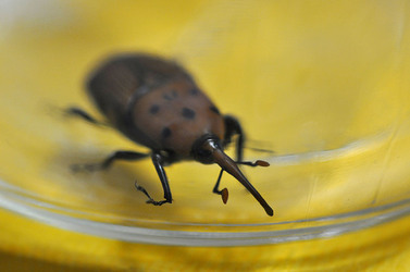 IL COLEOTTERO ROSSO e la moritura delle palme. Fotografie di Giulio Azzarello &copy;2014.