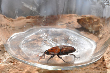 IL COLEOTTERO ROSSO e la moritura delle palme. Fotografie di Giulio Azzarello &copy;2014.