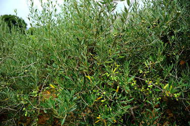 CAMPAGNA SICILIANA. Fotografie di Giulio Azzarello &copy;2016.