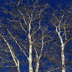 ALBERI. Fotografie di Giulio Azzarello &copy;2024.