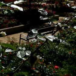 ROSETO. Fotografie di Giulio Azzarello &copy;2022.