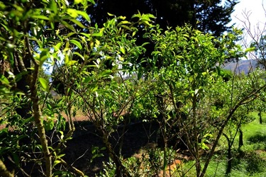 GIARDINO SICILIANO fotografie di Giulio Azzarello ©2021. GIARDINO SICILIANO fotografie di Giulio Azzarello ©2021.