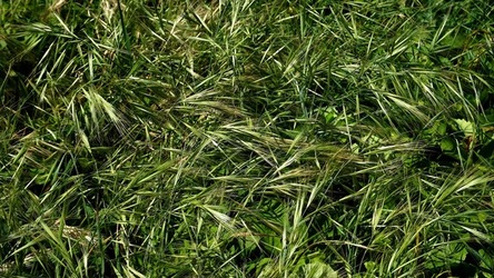 BAIA DEL CORALLO. Fotografie di Giulio Azzarello &copy;2022.