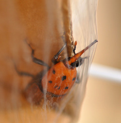IL COLEOTTERO ROSSO e la moritura delle palme. Fotografie di Giulio Azzarello &copy;2014.