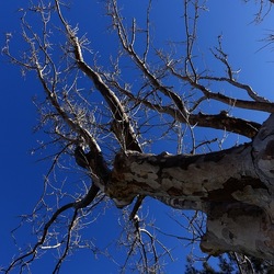 ALBERI. Fotografie di Giulio Azzarello &copy;2024.