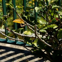 GIARDINO. Fotografie di Giulio Azzarello ©2022.