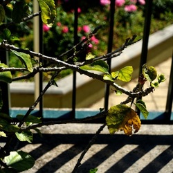 GIARDINO. Fotografie di Giulio Azzarello ©2022.