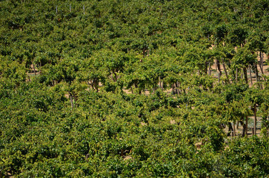 GORGHI TONDI oasi di vigneti e piante Mazzara del Vallo in Sicilia. Foto di Giulio Azzarello ©2016. GORGHI TONDI oasi di vigneti e piante Mazzara del Vallo in Sicilia. Foto di Giulio Azzarello ©2016.