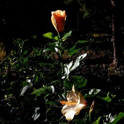 AUTUNNO fotografie di Giulio Azzarello ©2021. AUTUNNO fotografie di Giulio Azzarello ©2021.