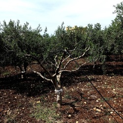 CAMMINANDO. Fotografie di Giulio Azzarello &copy;2024.