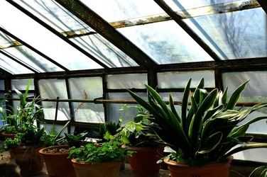 ORTO BOTANICO di Palermo nel maggio 2018. Fotografie di Giulio Azzarello &copy;2018.