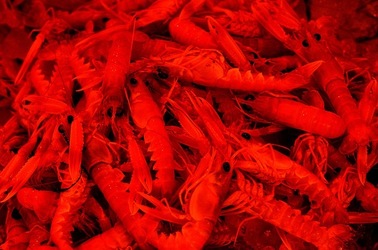 VUCCIRIA anni 90. Fotografie di Giulio Azzarello ©2022. VUCCIRIA anni 90. Fotografie di Giulio Azzarello ©2022.