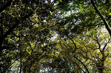 GIARDINI della BIENNALE a Venezia. Foto di Giulio Azzarello &copy;2015 2016.