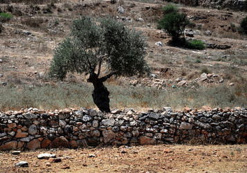 PALESTINA i territori palestinesi panoramiche e particolari. Foto di Giulio Azzarello ©2014. PALESTINA i territori palestinesi panoramiche e particolari. Foto di Giulio Azzarello ©2014.