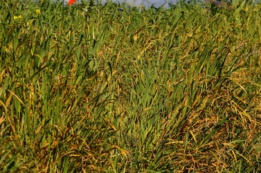 PAESAGGIO SICILIANO nel luogo delle macalube in Sicilia. Fotografie di Giulio Azzarello &copy;2014.