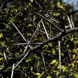ORTO BOTANICO. Fotografie di Giulio Azzarello &copy;2024.
