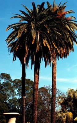 ORTO BOTANICO di Palermo. Fotografie di Giulio Azzarello ©2021.
