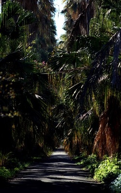 ORTO BOTANICO di Palermo. Fotografie di Giulio Azzarello ©2021.