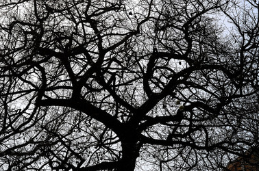 ORTO BOTANICO di Palermo in inverno. Fotografie di Giulio Azzarello &copy;2016.