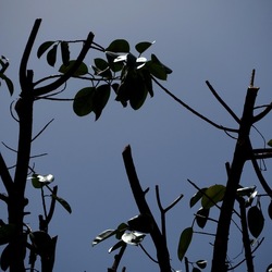 RAMI. Fotografie di Giulio Azzarello &copy;2022.